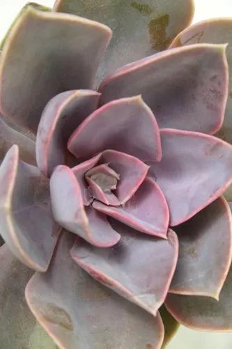 Perle Von Nurnberg