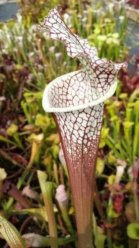 Purple trumpetleaf