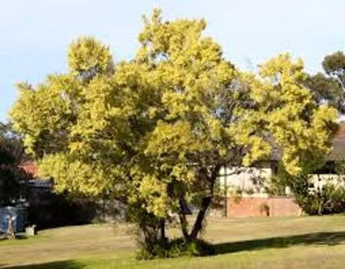 Long-Leaved Acacia