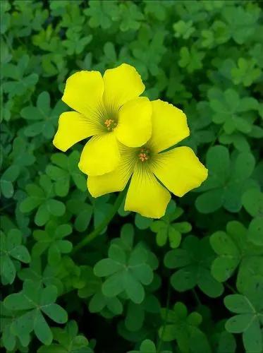 Bermuda-buttercup