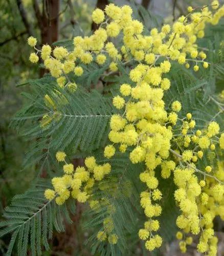 Silver wattle