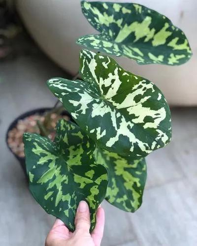 Caladium Hilo Beauty