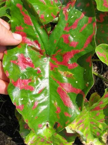 Caladium-Pfeilgiftfrosch