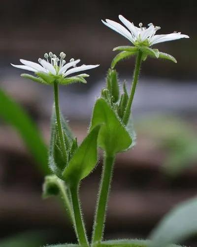 Giant Chickweed