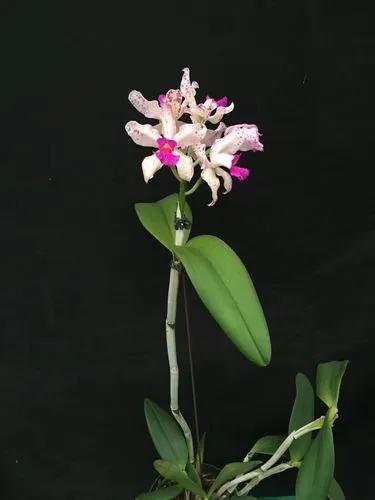 Amethest Lipped Cattleya