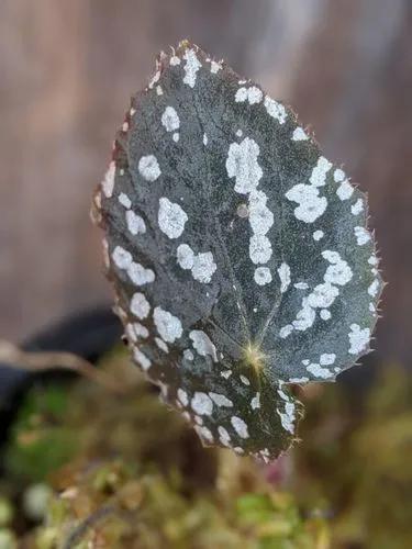 Begonia Betsy