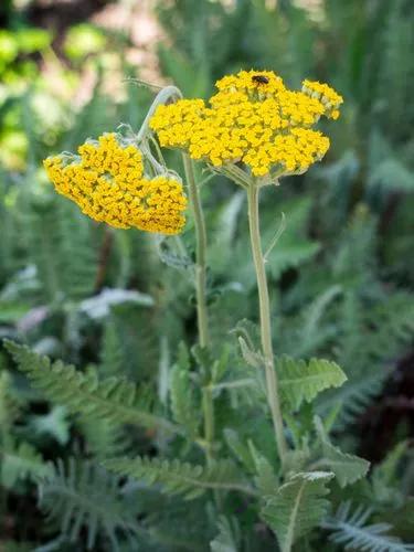 Achillea Filipendulina