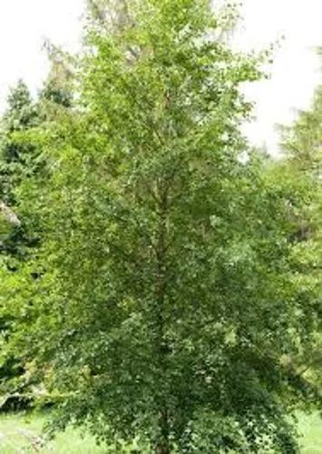 Andean Alder