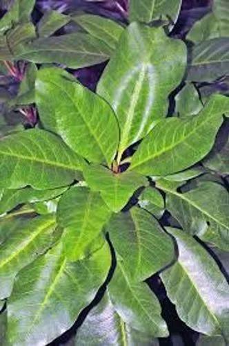 Pisonia Brunonianum Variegated