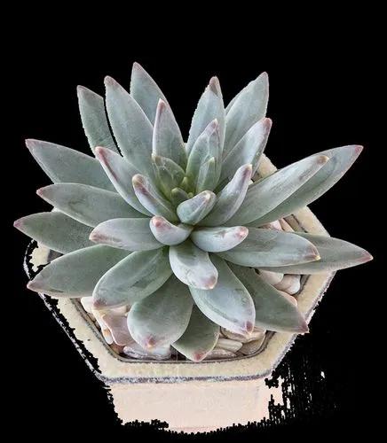 X Pachyveria 'glauca'