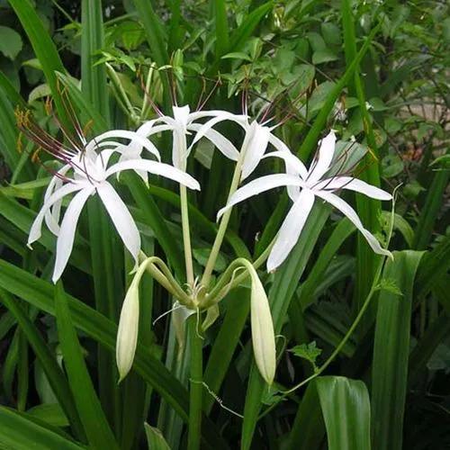 Crinum Viviparum