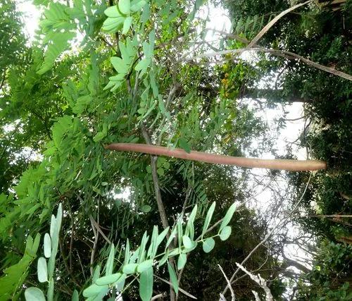 Long-pod-cassia