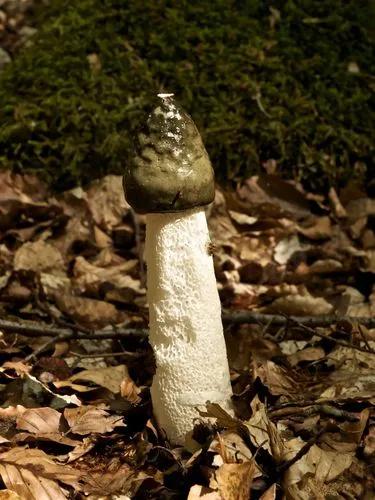 Stinkhorn