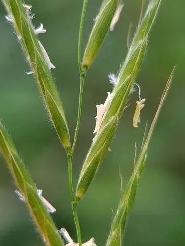 False Brome