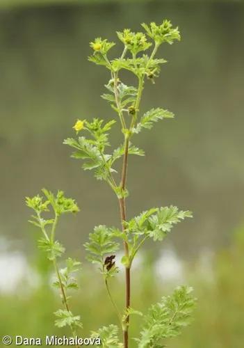 Spreading Cinquefoil