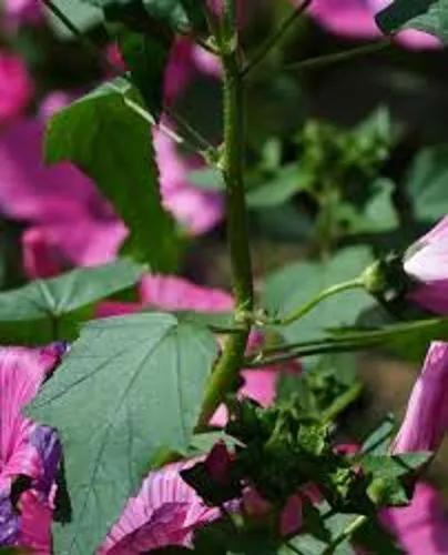 Althaea Trimestris