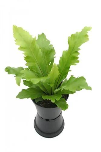 Birds Nest Fern