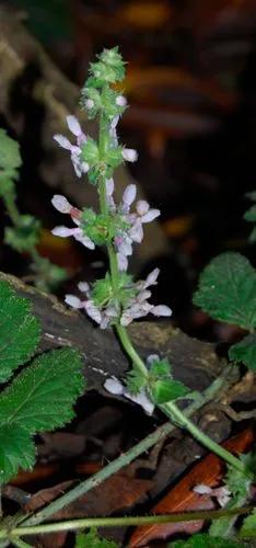 Stachys Ajugoides