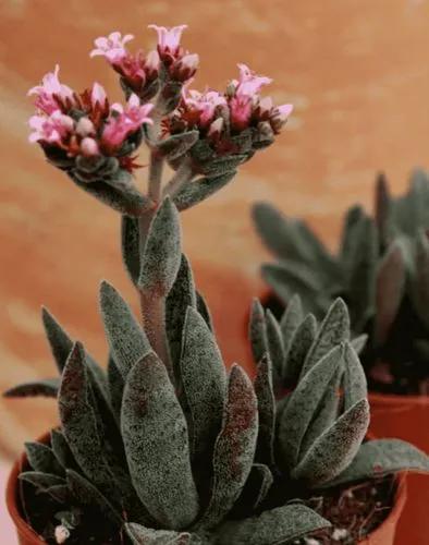 Crassula Justi Corderoyi