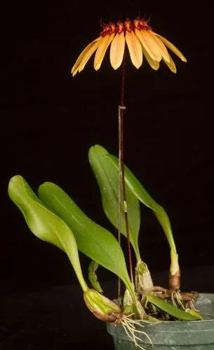 Pale Umbrella Orchid