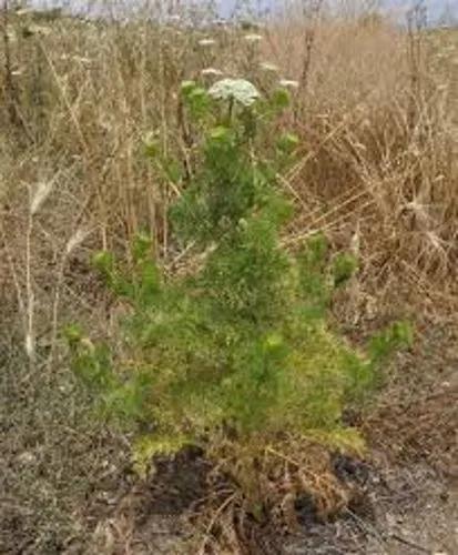 Toothpick-Plant, Toothpickweed, Bisnaga, Khella