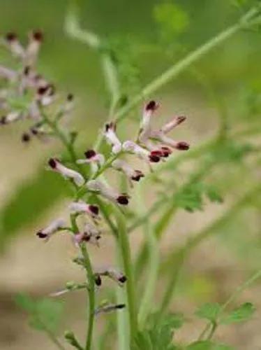 White Ramping Fumitory