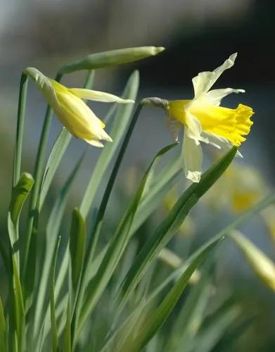 Wild daffodil