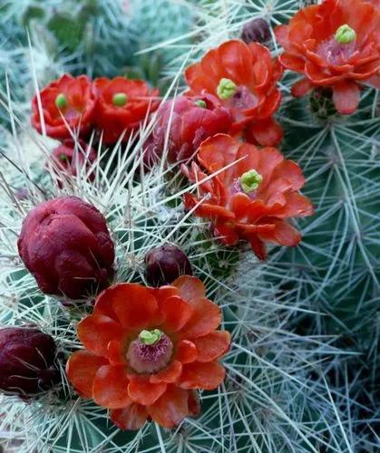 Scarlet Hedgehog Cactus