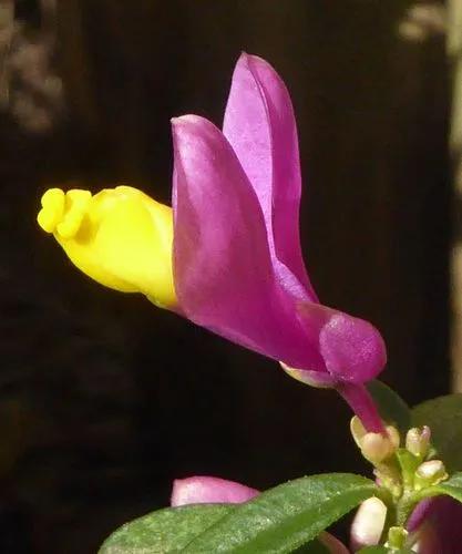 Polygala Chamaebuxus