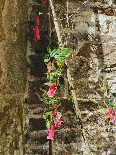 Chilean Bellflower