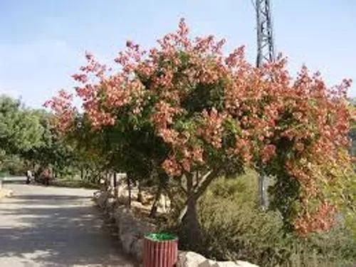 Chinese Flame Tree