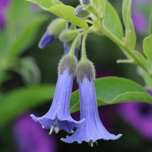 Blue Angel's Trumpet