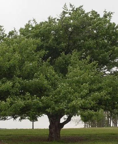 Downy Hawthorn