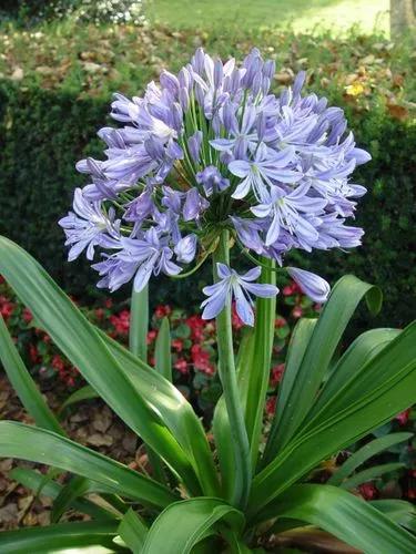 African lily