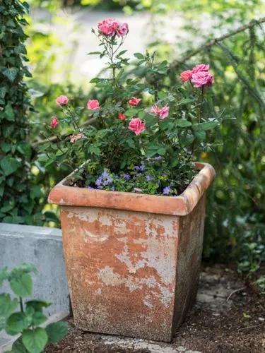 Mini Rose Bush