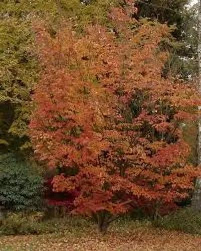 Maple Snake