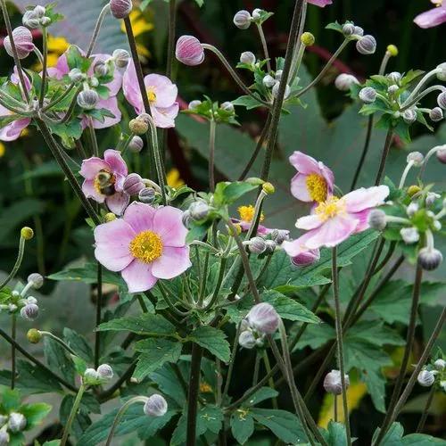 Chinese Anemone