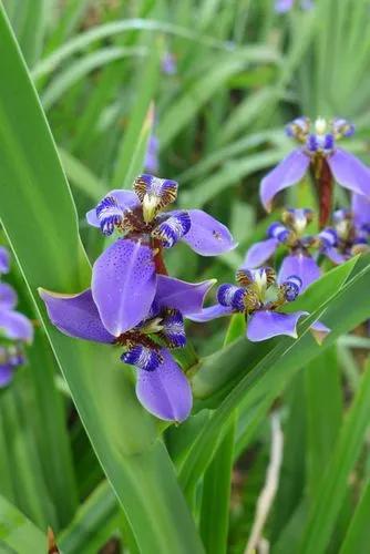 Neomarica Caerulea