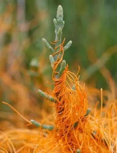 Saltmarsh Dodder