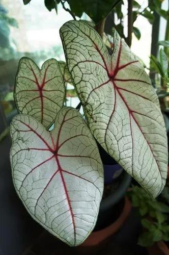 Florida Sunrise Caladium