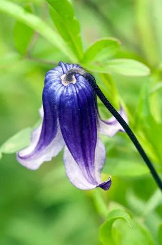 Solitary Clematis