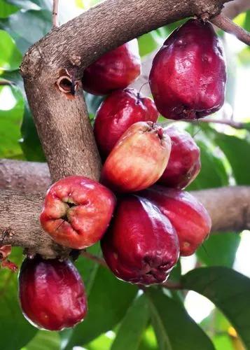 Malay Apple