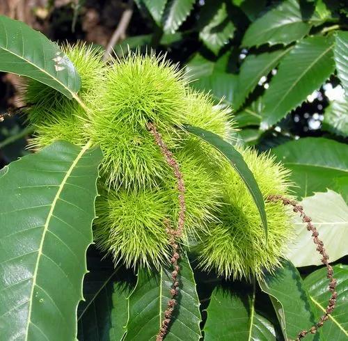 Chestnut