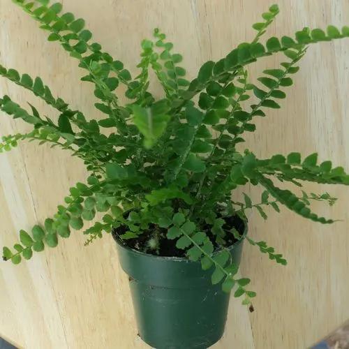 Duffii Fern