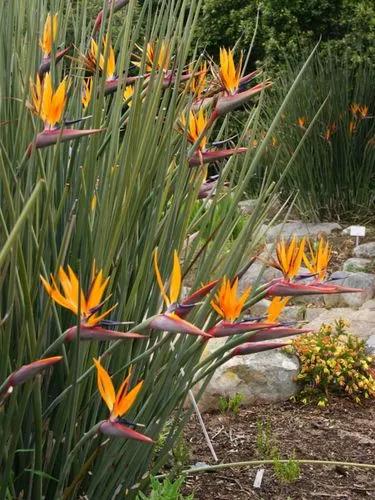 Rush-leaved Strelitzia