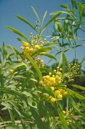 Acacia Retinodes