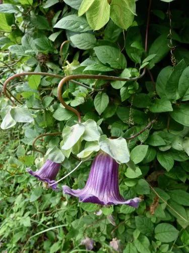 Cup And Saucer Plant