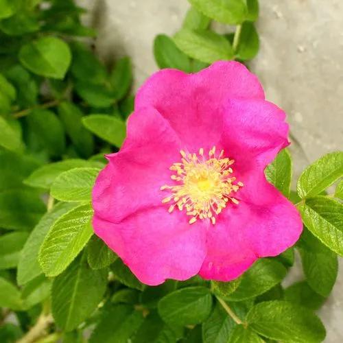 Red Rugosa Rose