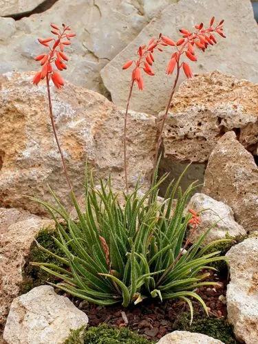 Guillauminia Bellatula
