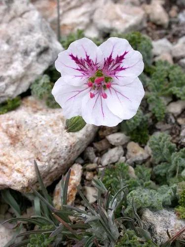 Erodium Foetidum